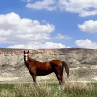 اسب مادیون ترکمن ۴ به ۵|اسب و تجهیزات اسب‌سواری|فیروزکوه, |دیوار