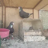 نرماده سیاه پلنگ اوسطوره