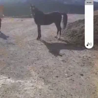 فروش یک راس نریان ،پر خون