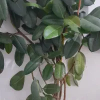 فروش گل فیکوس|گل و گیاه طبیعی|ارومیه, |دیوار