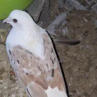 کبوتر رنگی کفتر درجه ۱