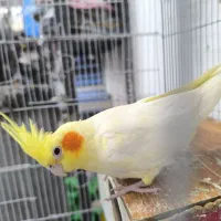 جفت عروس هلندی مولد
