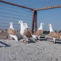 کبوتر  کفتر|پرنده|شیراز, احمدآباد|دیوار