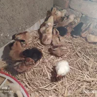 جوجه محلی