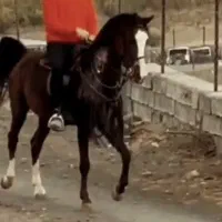 اسب نریان کرد