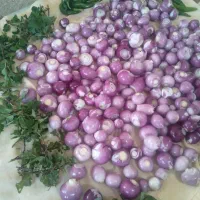انواع خیارشور وترشی پیاز ،هفت بیجار ،ترشی کلم بنفش|خوردنی و آشامیدنی|گوراب زرمیخ, |دیوار
