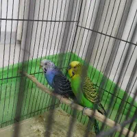 جفت تضمینی مرغ عشق