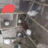 ی کله کفتی|پرنده|بروجرد, |دیوار