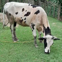گاو و گوساله دورگ محلی