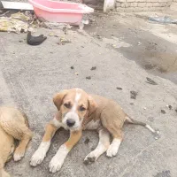 واگذاری سه عدد سگ