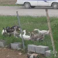 فروش مرغ و خروس و غاز