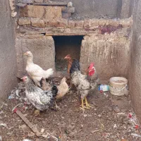 فروش تعدادی مرغ و یک دانه خروس