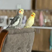 عروس هلندی خاکستری نر