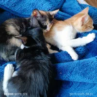 واگذاری بچه گربه دو ماهه خونگی|گربه|چاف و چمخاله, |دیوار