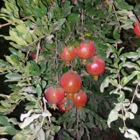 درود.فروش ۱۳۵۴مترباغ اناری اب تلمبه فول خیرابادفسا|فروش خانه و ویلا|فسا, |دیوار