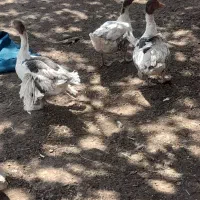 غاز اصیل