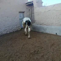 گاو نر گوشتی