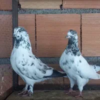 کبوتر پرشی و جوجه کشی|پرنده|بهشهر, |دیوار