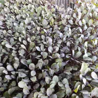 نشا کلم برگ بنفش و سفید