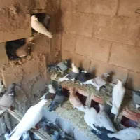 کبوتر عادی|پرنده|شیراز, گویم|دیوار