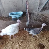 بوقلمون