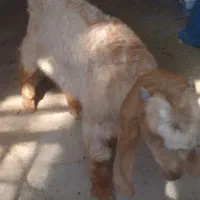 فروش یه عدد‌کهره