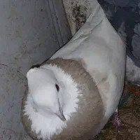 کبوتر طوقی