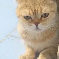 اسکاتیش گلد جفت خورده