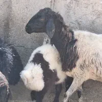 میش وبره
