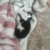 بچه گربه بازیگوش|گربه|زنجان, |دیوار