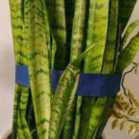 گل سانسور یا گلدان سفالی سفید