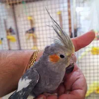 جوجه عروس حراج