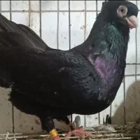 کبوتر صرب تسو