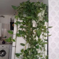 گیاه پتوس سرحال