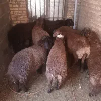 ۷عدد بره نر سبک وزن برای پروار،میش بز|حیوانات مزرعه|مشهد, خواجه ربیع|دیوار