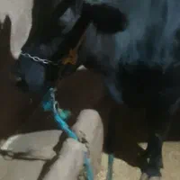 گاو شیری|حیوانات مزرعه|بروجرد, |دیوار