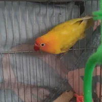 جفت کوتوله معاوضه با قناری