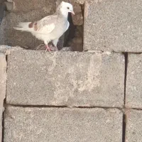 کفتر فوری|پرنده|مسجد سلیمان, |دیوار