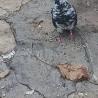 یک عدد کبوتر ماده گمشده|حیوانات|بانه, |دیوار