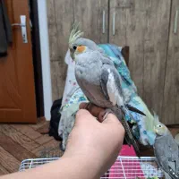 عروس هلندی ماده