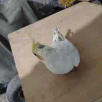 یک عدد عروس هلندی ماده|پرنده|تهران, هفده شهریور|دیوار