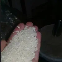فروش برنج چمپا