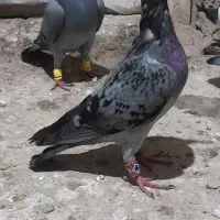 آلمانی خارجی|پرنده|گنبد کاووس, |دیوار