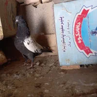 کبوتر سینه ای|پرنده|بروجن, |دیوار