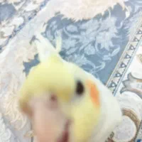 عروس هلند ماده