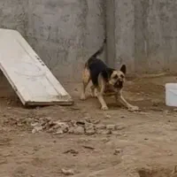 سگ نگهبان نژاد ژرمن