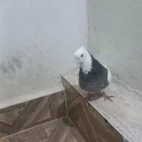 طوقی نر|پرنده|مبارکه, |دیوار