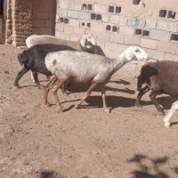 8راس م