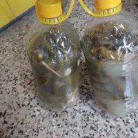 خیار شور کلات|خوردنی و آشامیدنی|مشهد, حجاب (شهرک غرب)|دیوار