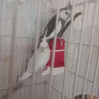 یک جفت عروس البینو آماده جوجه کشی